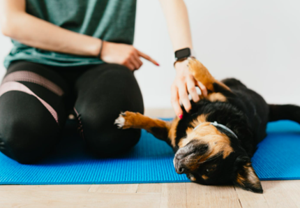 Gli animali allontanano lo stress